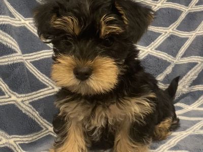 Adorable Yorkshire Terrier Puppies - Ready for Their Forever Homes!