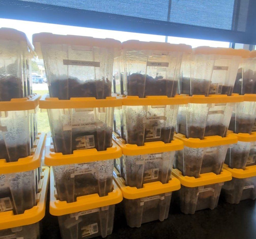 Bio Active starter kits, bugs and all!
