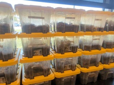 Bio Active starter kits, bugs and all!