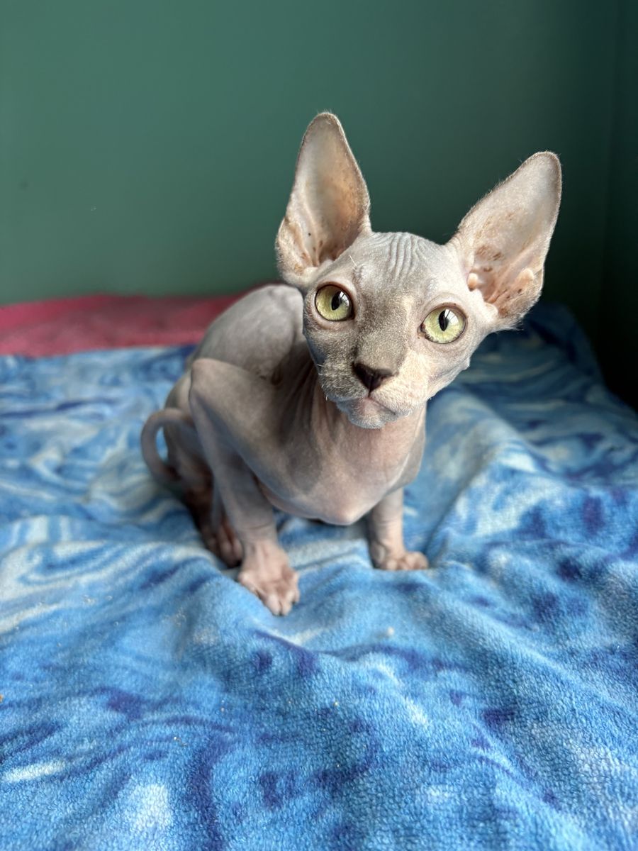 Sphynx Kitten - Hairless Male, Cream/Grey, Playful, Ready for Loving Home