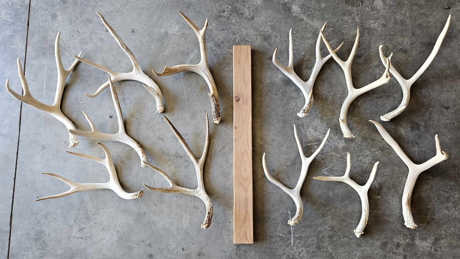 Deer shed antlers