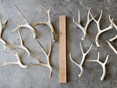 Deer shed antlers