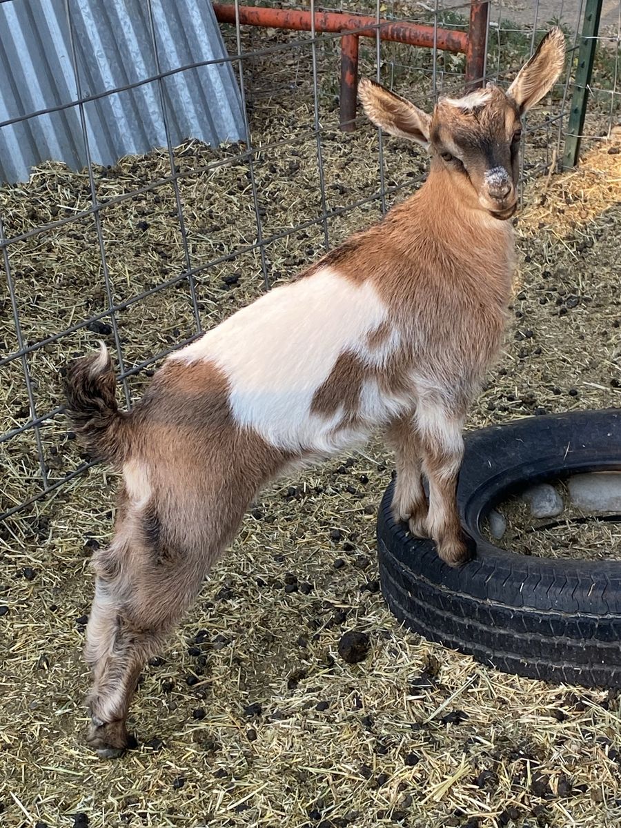 Nubian/Nigerian Dwarf Doeling
