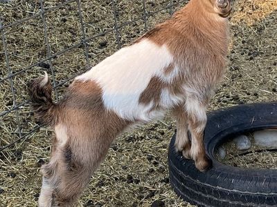Nubian/Nigerian Dwarf Doeling