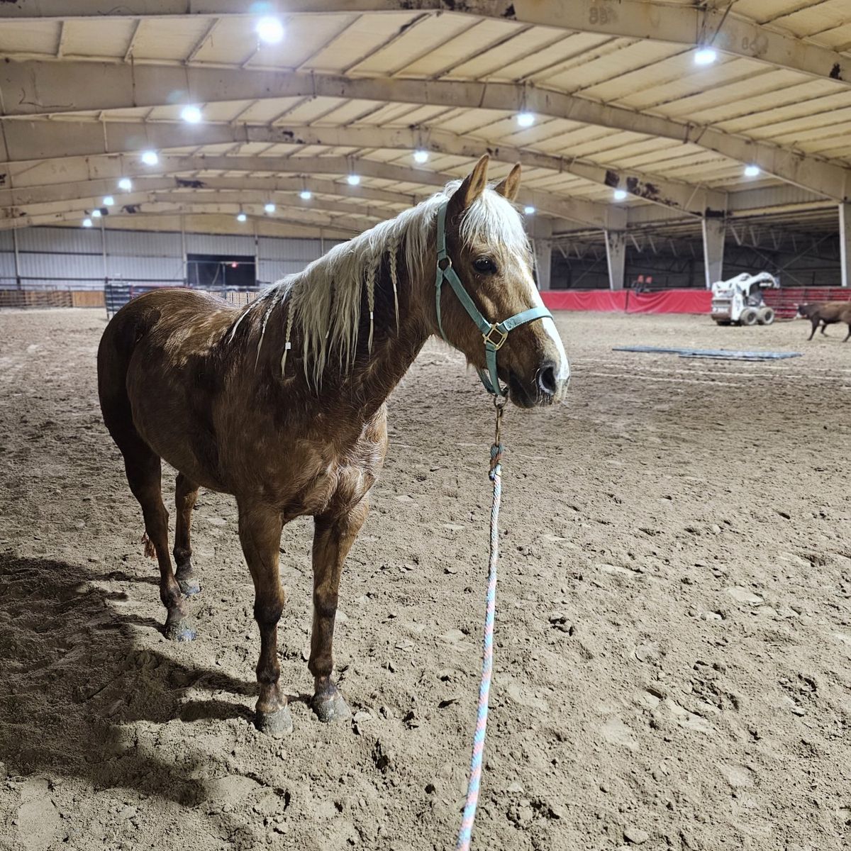 Total Babe! AQHA Palomino Mare-10 yrs