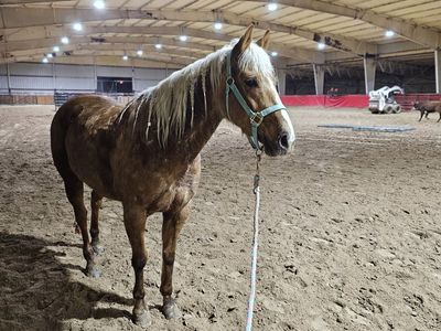 Total Babe! AQHA Palomino Mare-10 yrs