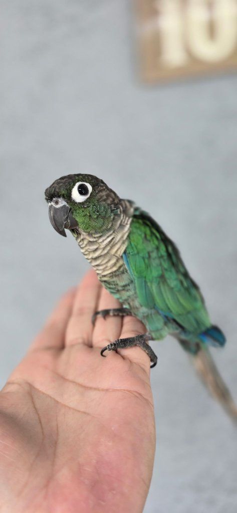 Turquoise Conure 6 months