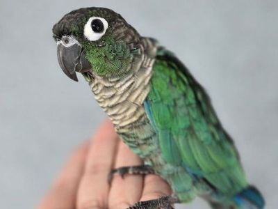 Turquoise Conure 6 months