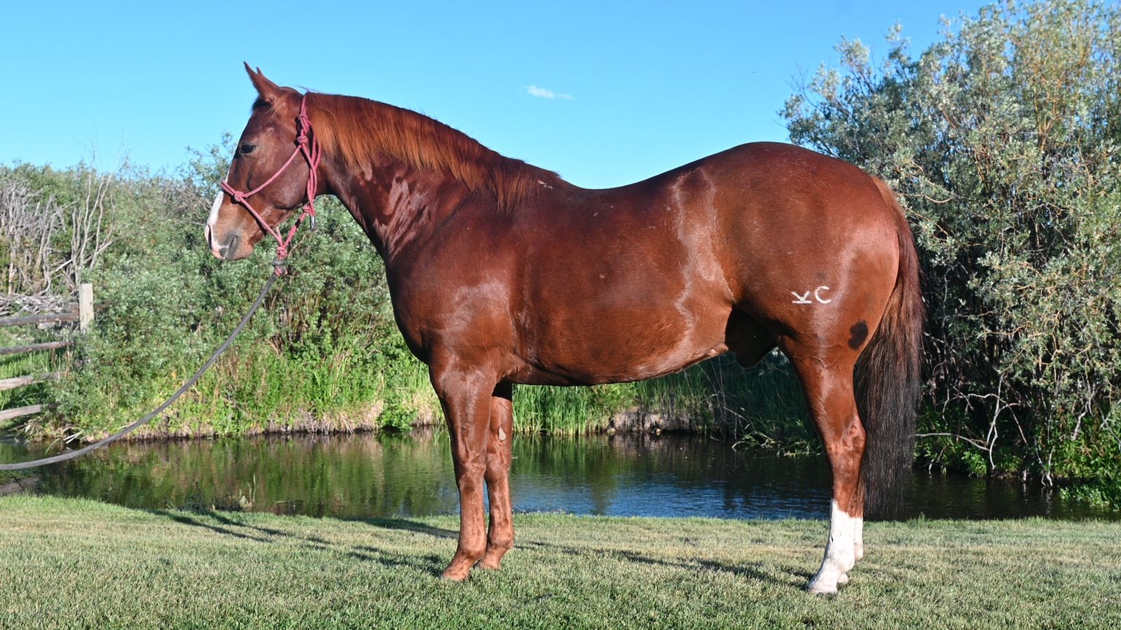 8 year old gelding