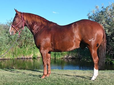8 year old gelding