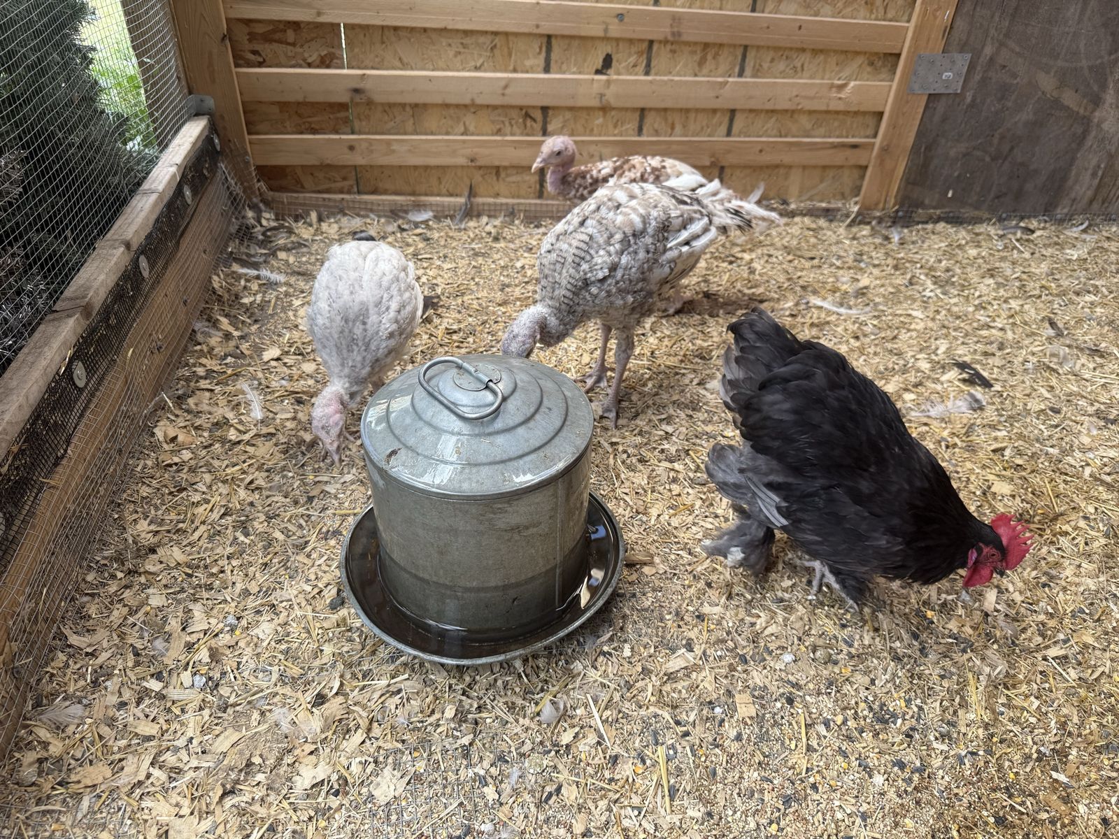 Turkeys