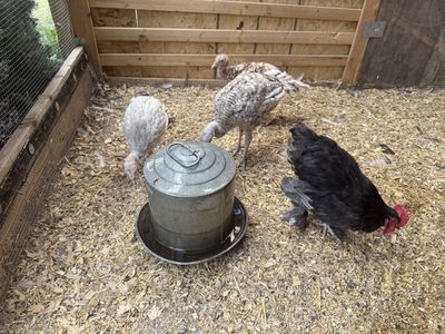 Turkeys