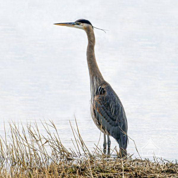 The Great Blue Heron Photo Art Print