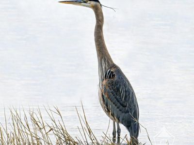 The Great Blue Heron Photo Art Print