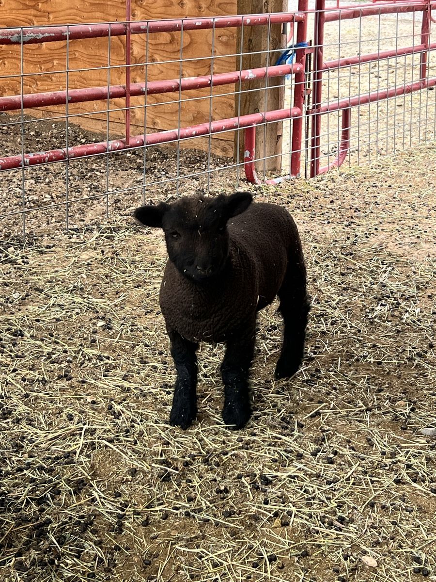 Babydoll Sheep