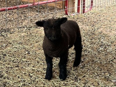 Babydoll Sheep