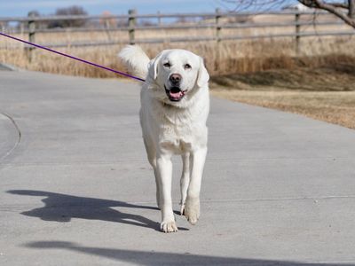 Sam - The most amazing LGD