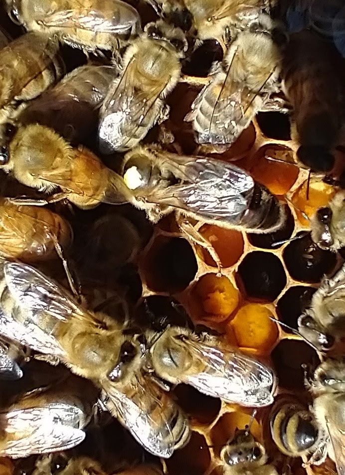 2026 Italian Queen Bees