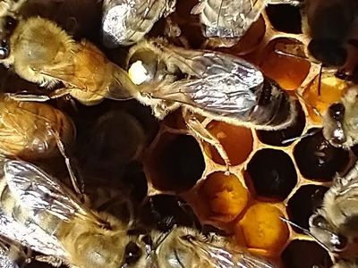 2026 Italian Queen Bees