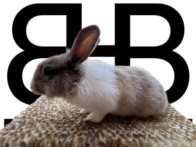 Adorable Bunnies Ready for New Homes - Various Colors Available