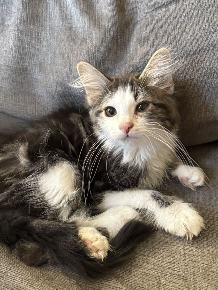Fluffy & Sweet Ragdoll Mix Kitten - Ready for a Loving Home!