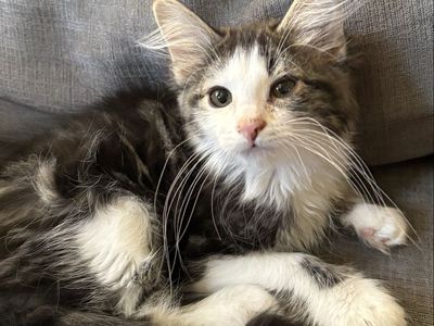 Fluffy & Sweet Ragdoll Mix Kitten - Ready for a Loving Home!