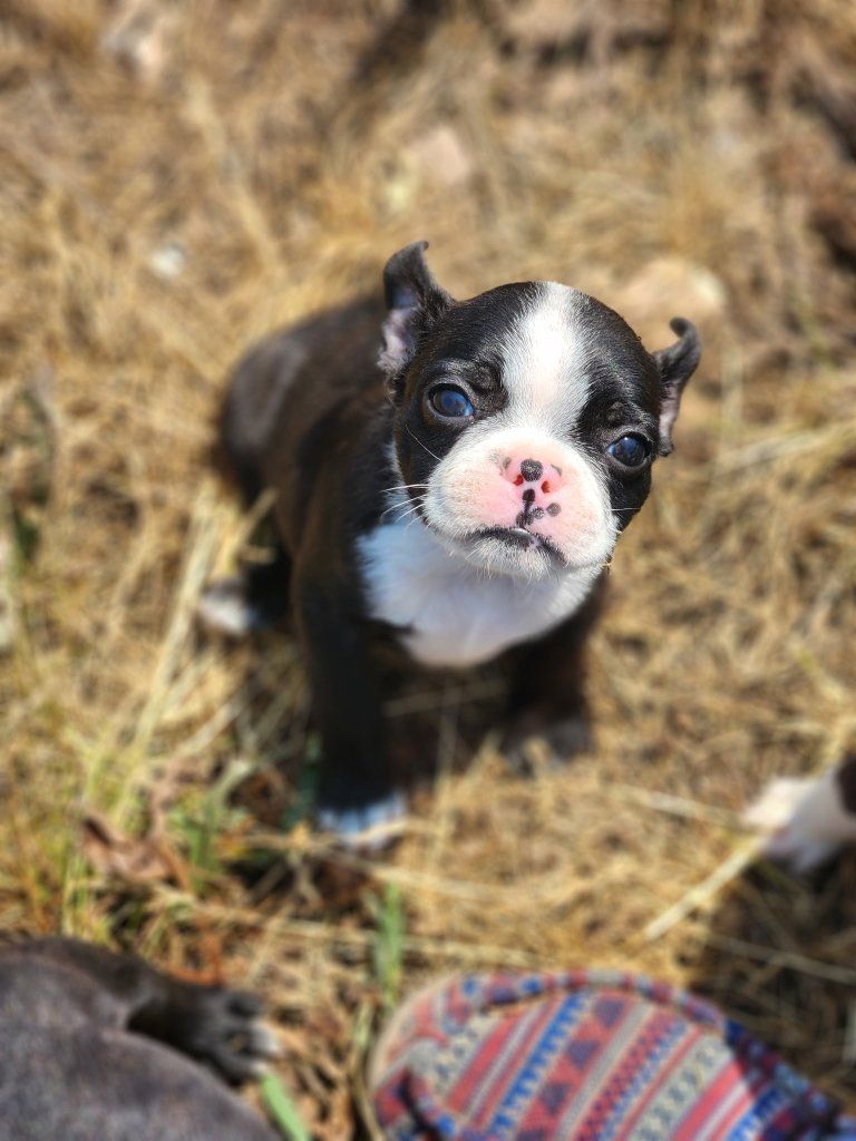 Adorable Boston Terrier Puppy - Black & White, male
