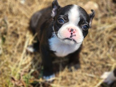 Adorable Boston Terrier Puppy - Black & White, male