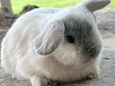 Holland lop bunnies!