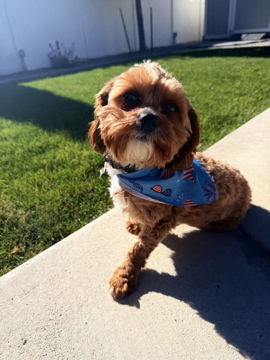 Cavapoo Male, 3 Yrs Old, Intact, Potty & Kennel Trained, Good with Kids, Breeding Rights
