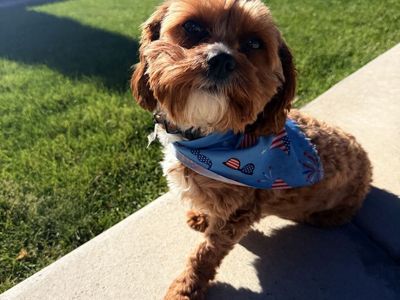 Cavapoo Male, 3 Yrs Old, Intact, Potty & Kennel Trained, Good with Kids, Breeding Rights