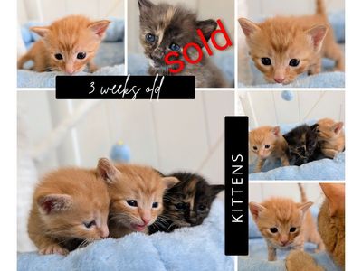 Playful, Well Socialized Orange Tabby Kittens