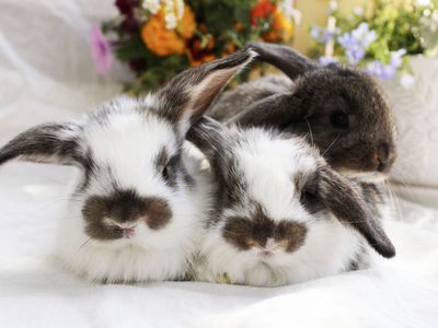 Mini lop babies friendly mini lop rabbits for sale