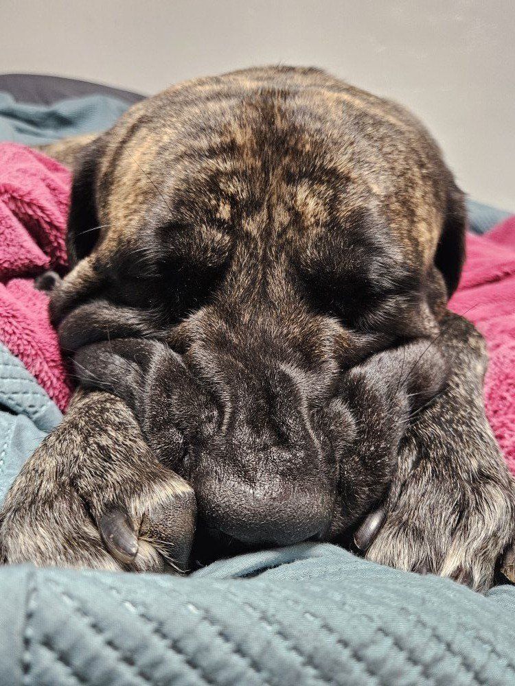 Bullmastiff