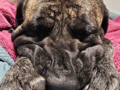 Bullmastiff