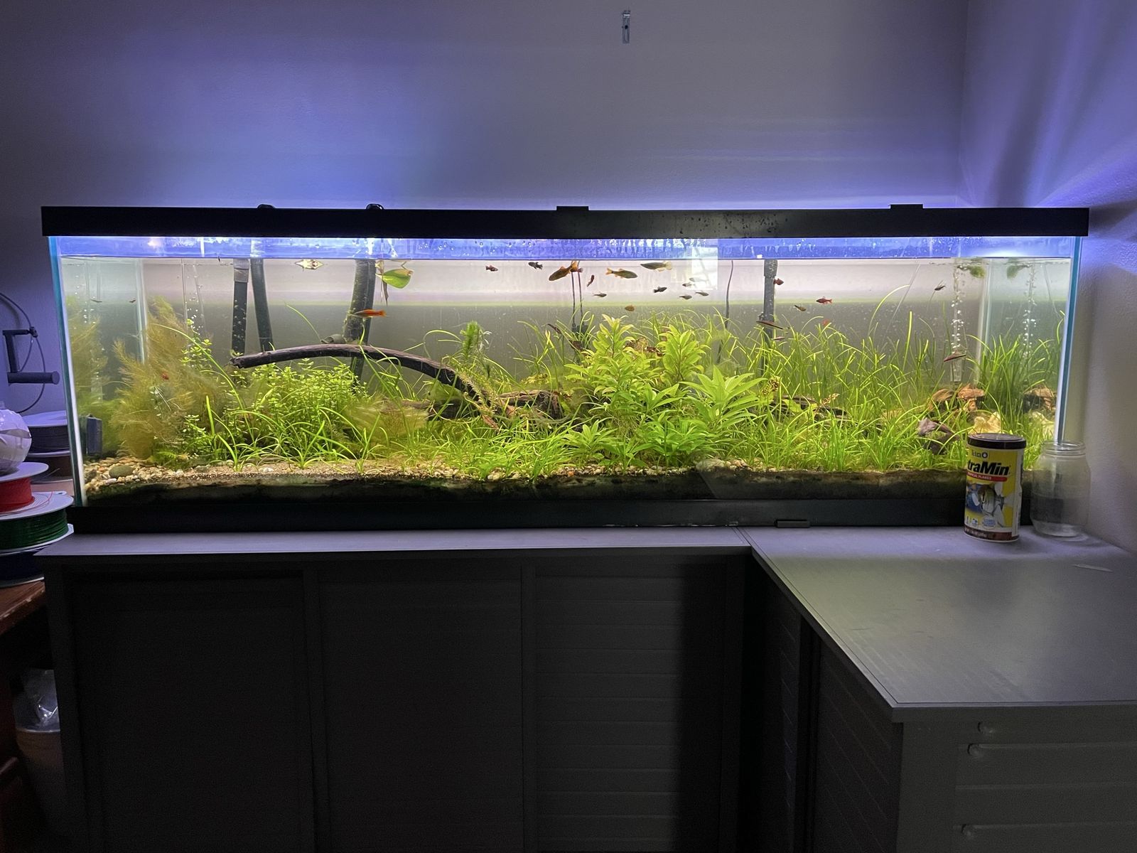Massive 125-Gallon Planted Aquarium Setup – Everything Included!