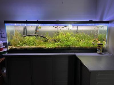 Massive 125-Gallon Planted Aquarium Setup – Everything Included!