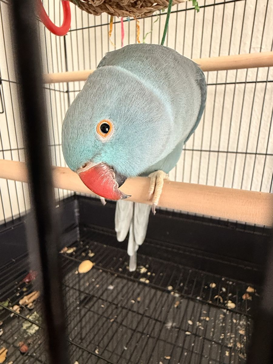 Indian ringneck OBO