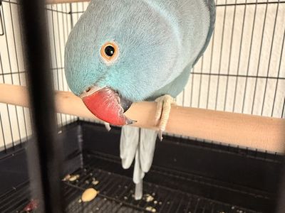 Indian ringneck OBO