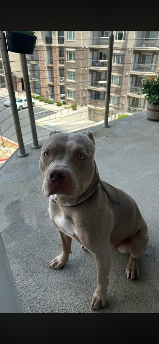 Red Nose 1 year old female