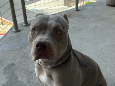 Red Nose 1 year old female