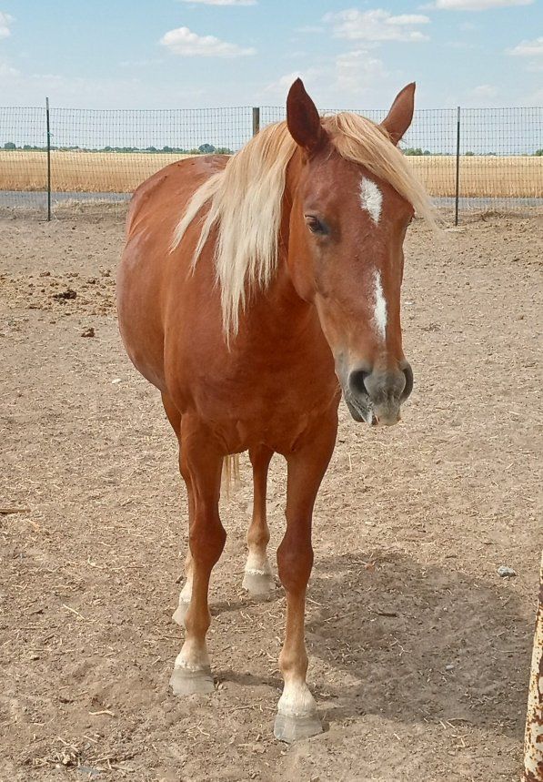 Flashy Little 5 Year Old Mare