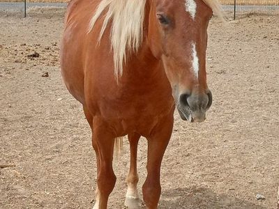 Flashy Little 5 Year Old Mare