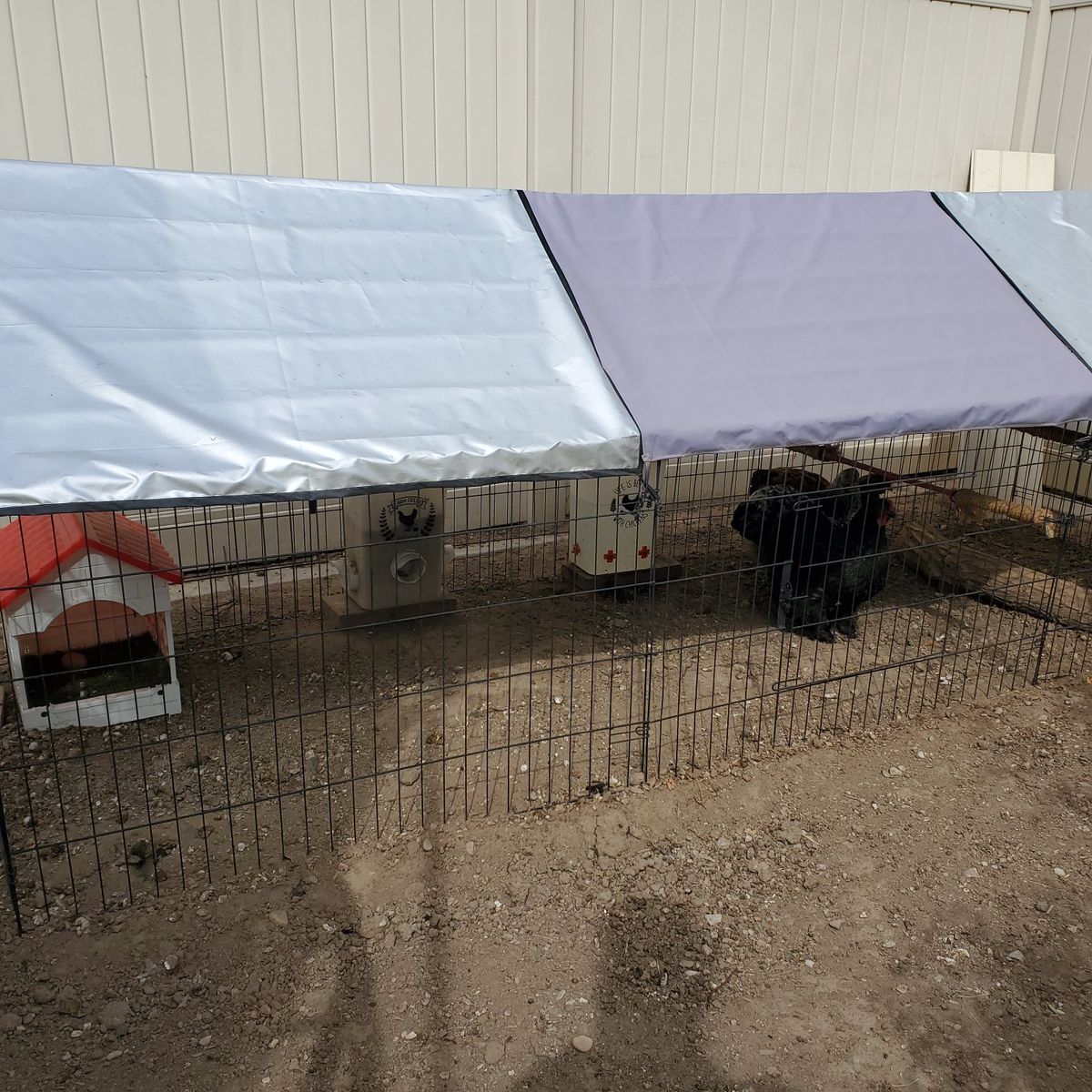 Perfect backyard chicken setup