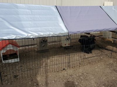 Perfect backyard chicken setup