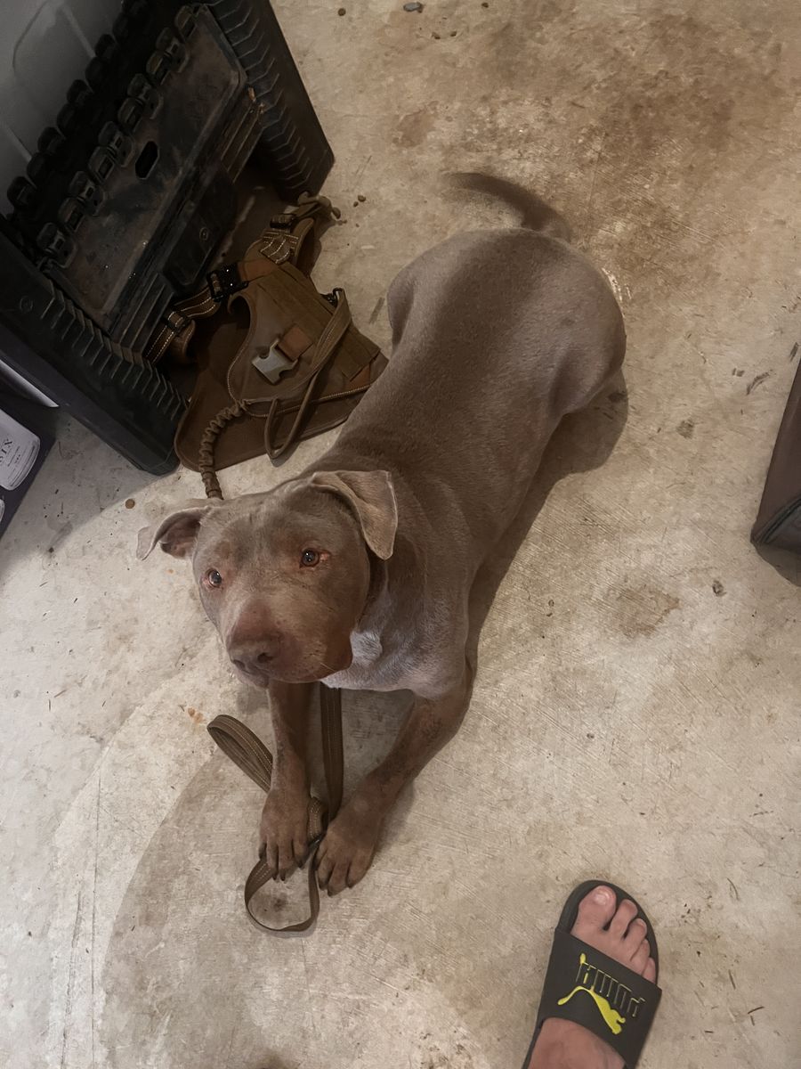 URGENT: Temporary Foster Needed for Neo