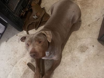 URGENT: Temporary Foster Needed for Neo