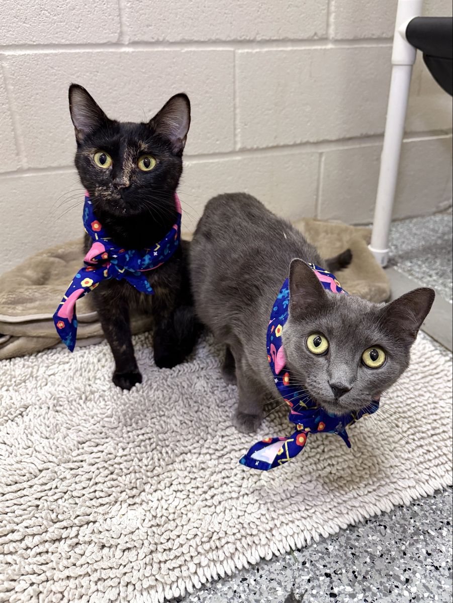 Adopt a Bonded Pair