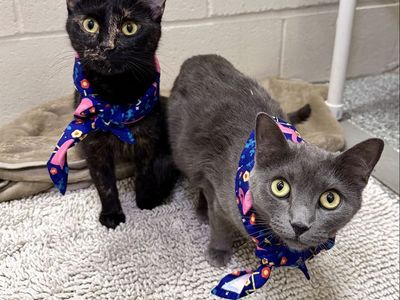 Adopt a Bonded Pair