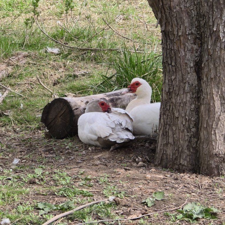 Muscovy Hens